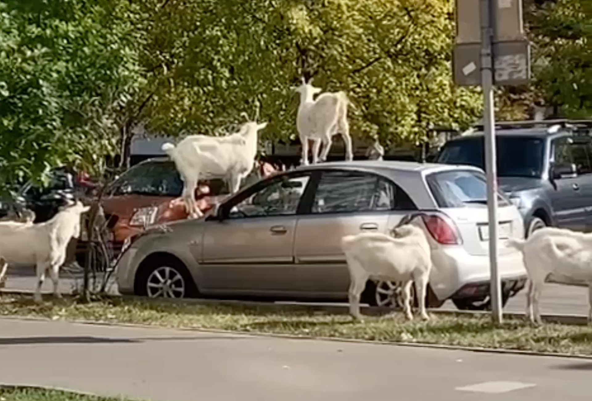 В Москве козлы устроили горку из автомобиля и попали на видео - Мослента