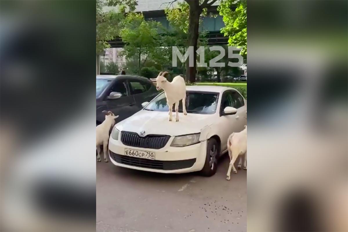 Козел залез на капот иномарки в Москве и попал на видео - Мослента